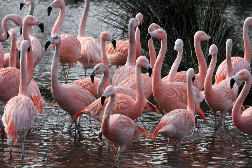 Chileense-flamingos-in-Artis.-Foto-Artis-Ronald-van-Weeren